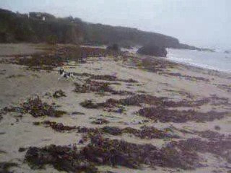 mon jack dartagnan a la plage