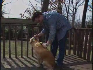 How to Be a Financially Smart Pet Owner