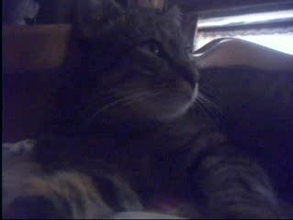 mon loulou