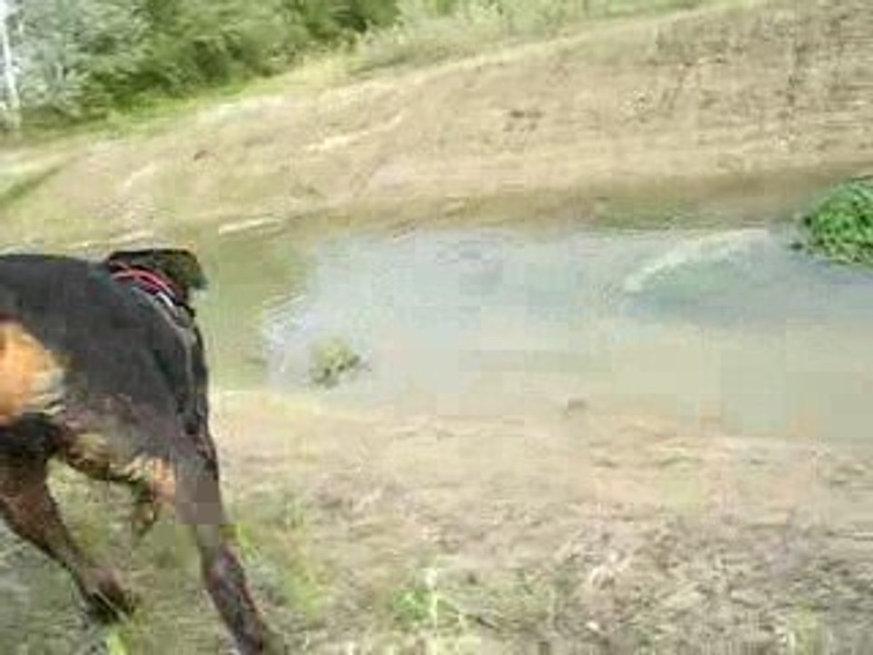 Toska dans la robine 1