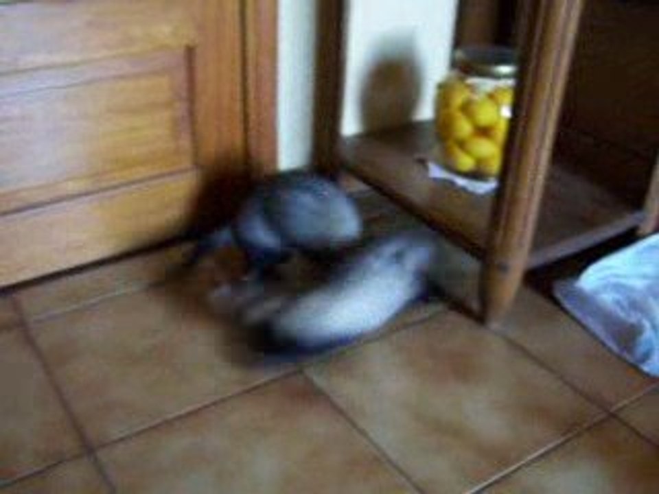 Les furets jouent