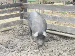 Ferme pédagogique
