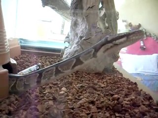 Python royal en balade