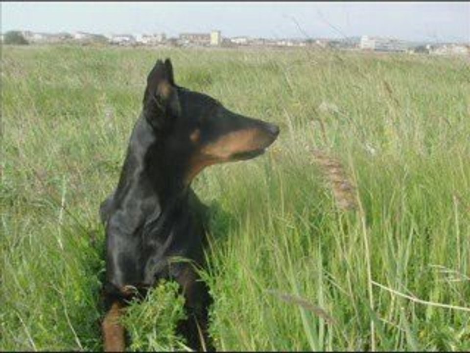 Alter & sam & poucinette & titi a la plage le 21 avril 2009