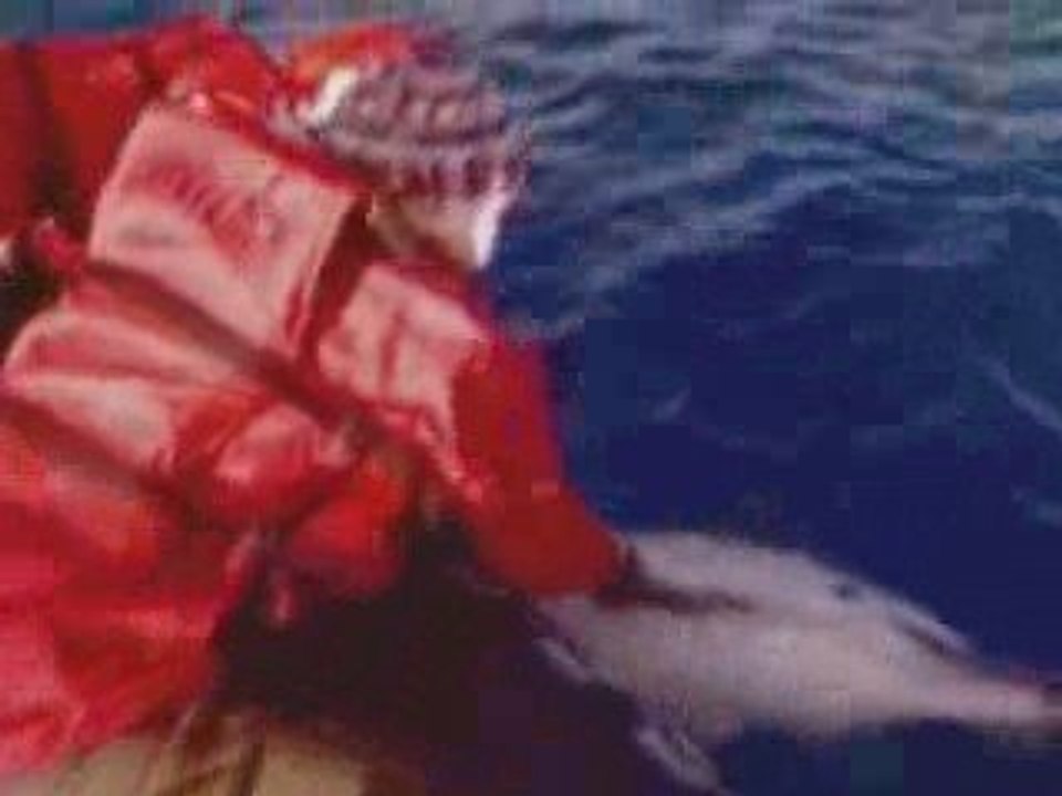 Greenpeace - Dolphins condemned by pair trawling