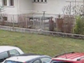 Chat version chien