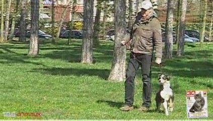 Gérer son chien en laisse avec les autres