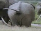 Les Elephants d'Amboseli