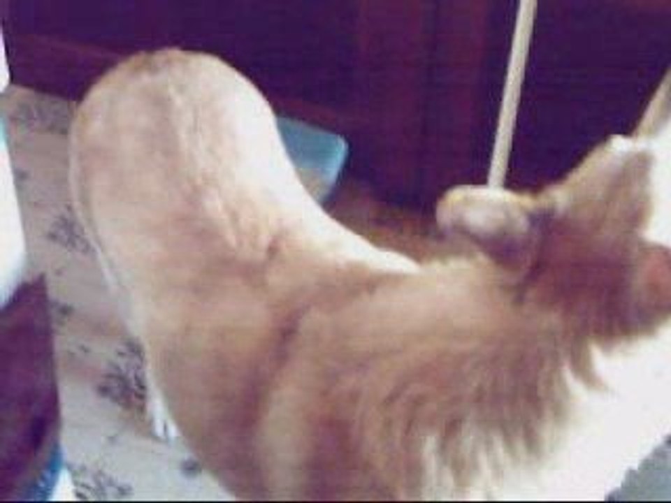 Jumpstyle dog