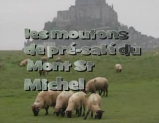 les moutons de pré-salé de la baie du Mont St Michel