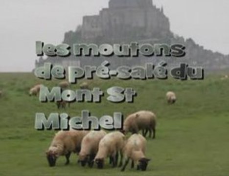 les moutons de pré-salé de la baie du Mont St Michel