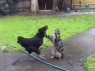 AFV S19E04 - Cats -from Flash ack-