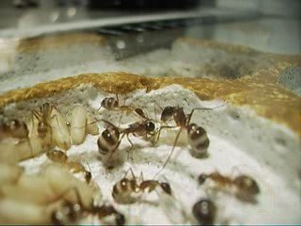 CAMPONOTUS FELLAH NAISSANCE D UNE OUVRIERE