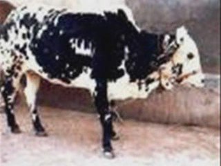 Les Miracles d'Allah - Volume 1