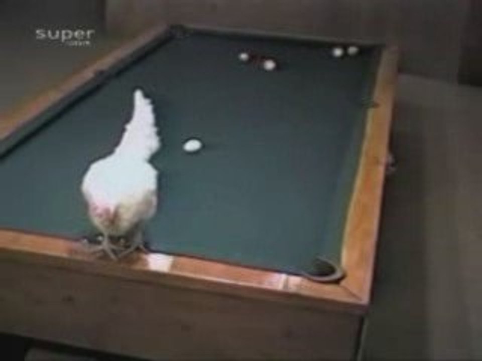 Poule de billard