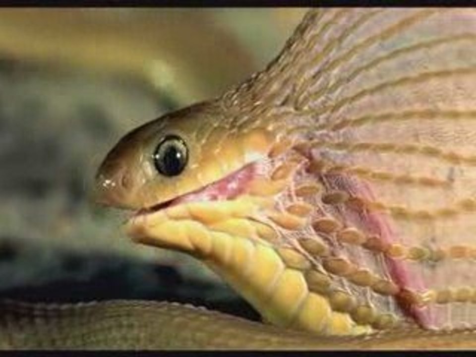 Dasypeltis Scabra