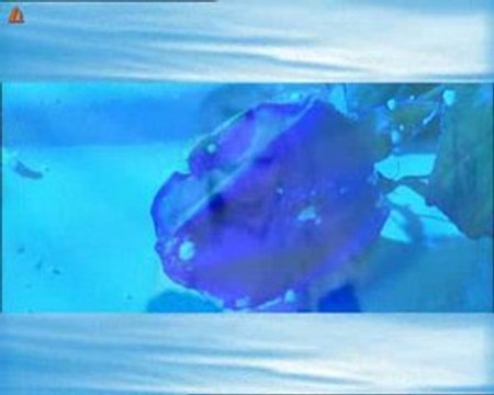 Gergana - sini ochi remix