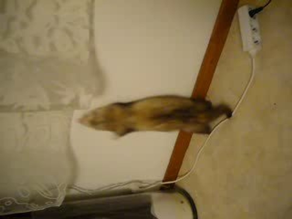 furet sauteur