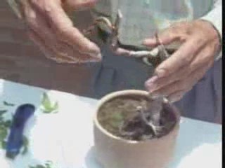 Bonsai Magico - Bunjin - Video 2 - bonsaimagicobunjin.com