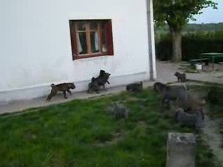 Plus on est de fous...