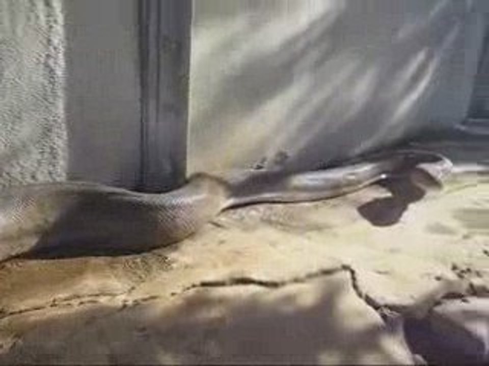 Bu Yılan Adamı Korkutur