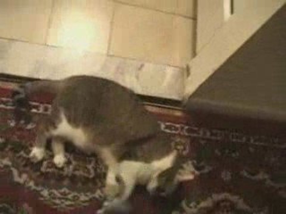 Cat Kicks