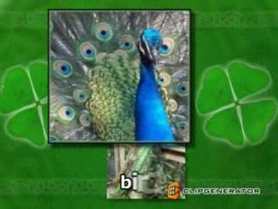 Indian Peacock