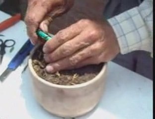 Bonsai Magico - Bunjin - Video 4 - bonsaimagicobunjin.com