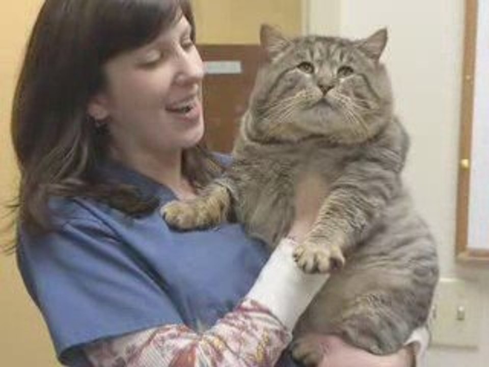 Garfield Cat