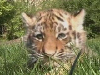 Tiger babies make their debut at Liepzig Zoo