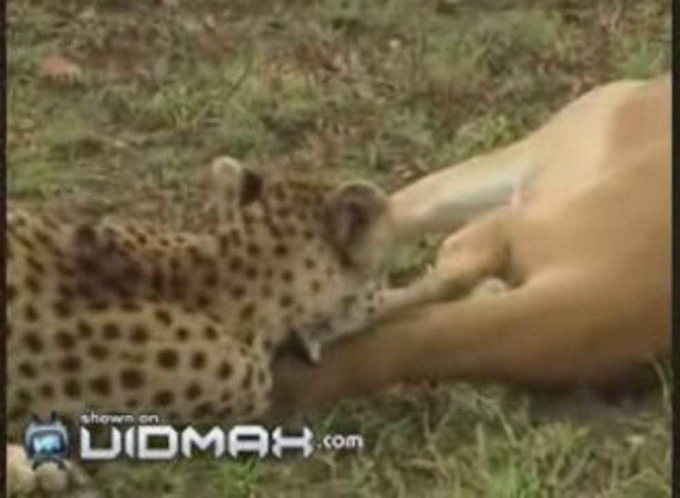 Antilope rusée vs guépard vs hyène