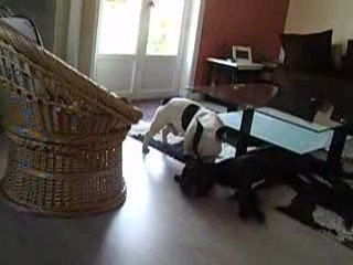 suite apres la course poursuite