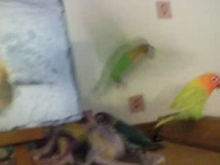 Mes inséparables rongent tout