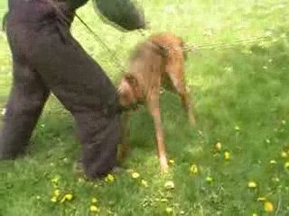 Darius de la vallée du grand loup