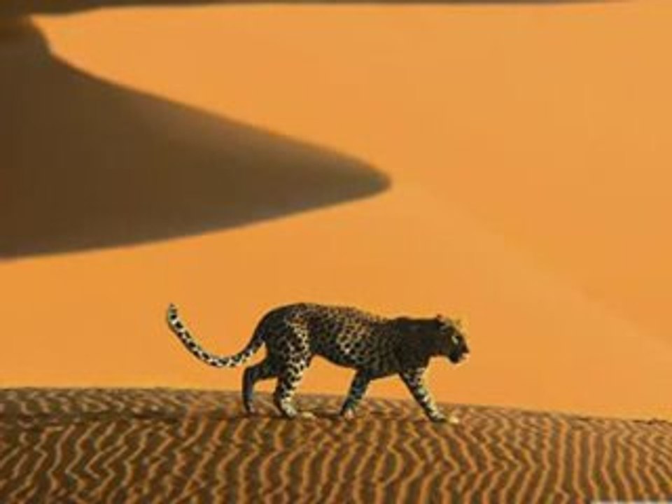 Karunesh - Sahara Sunset   Vbox7