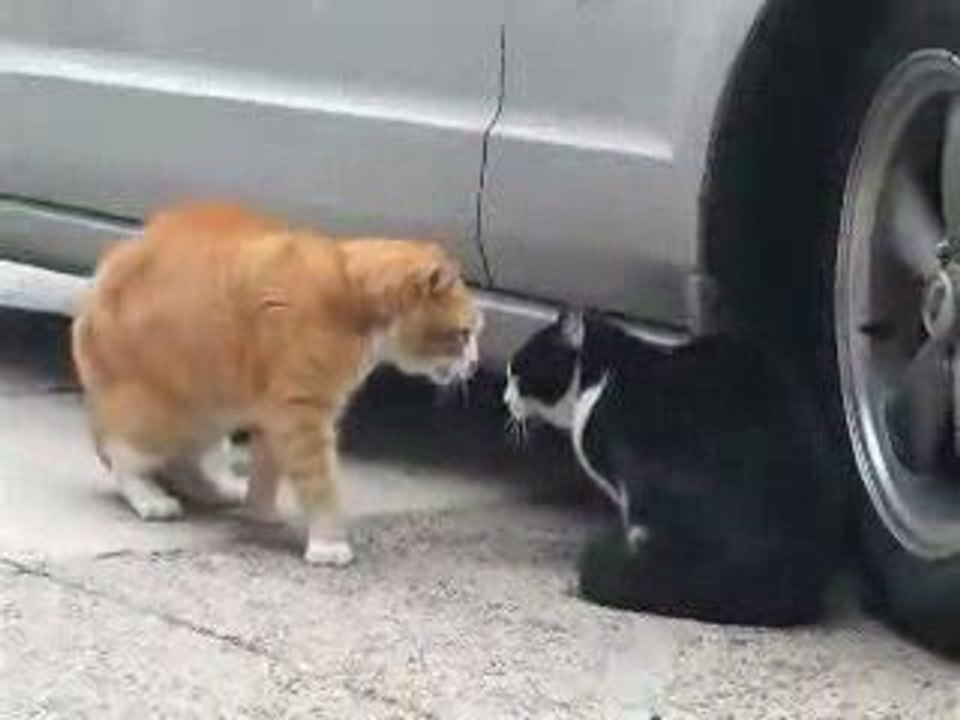 Le chat le plus ridicule du monde, le seul qui fait AHEU