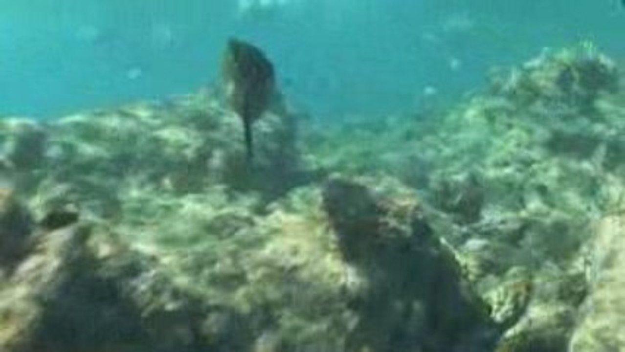 Sunset Watersports- Reef Snorkeling Key West