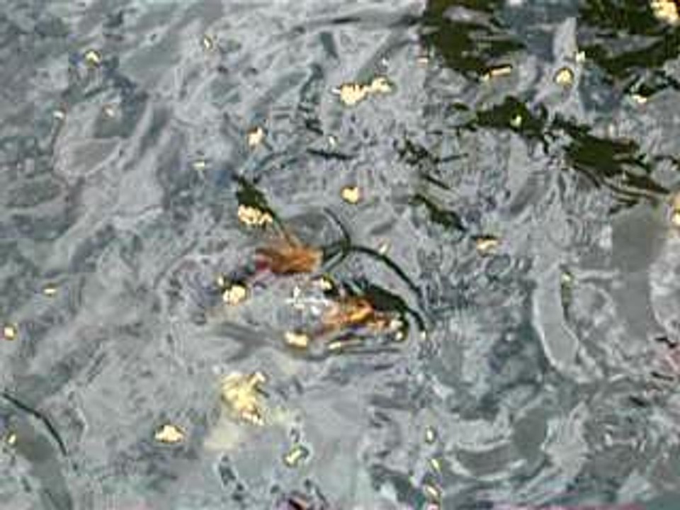IMGP0720