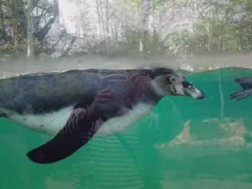 Zoo de Beauval. Le bal des manchots