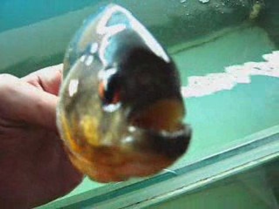 Piranha