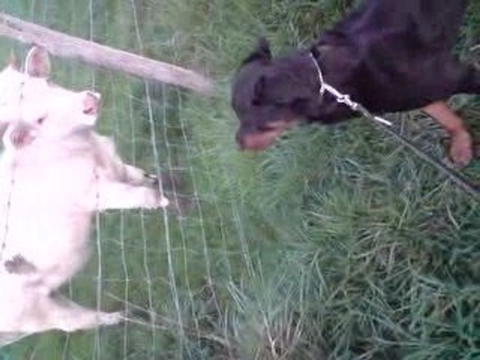 mon chien contre une vache llolol