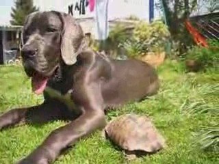 Dogue allemand rencontre Tortue