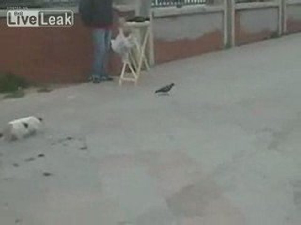 Un chat désappointé feinte la mort