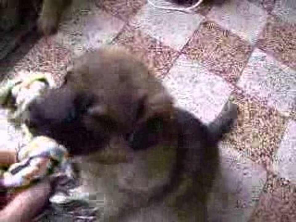 Chiots Axa / Aïcko