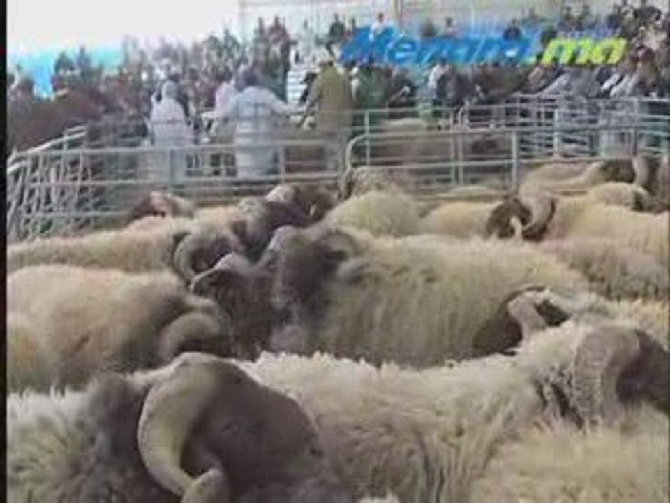 CAPSULE 02 concours de la race de moutons"Timahdit"