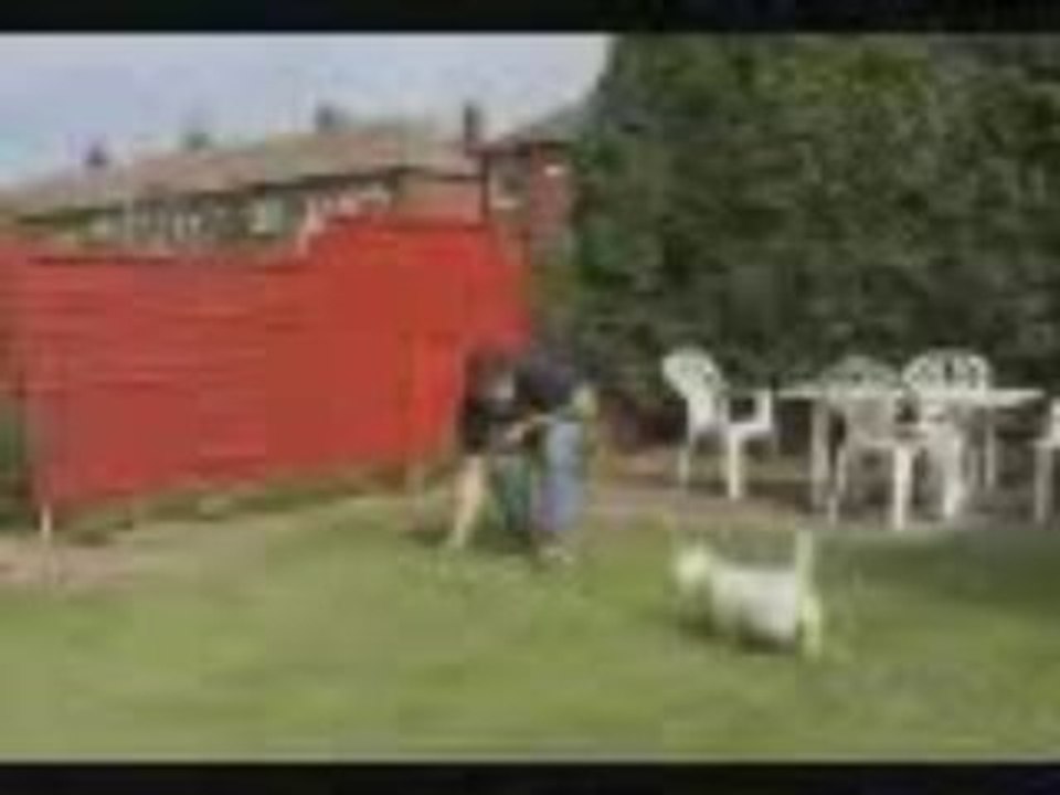 pub football XD chien