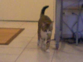 Chat (KITTY) qui apporte la balle !!!