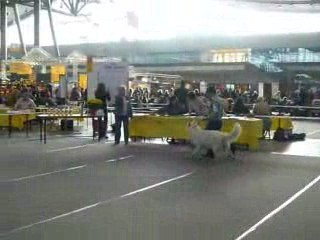 Exposition chien Aiko Stuttgart 2009