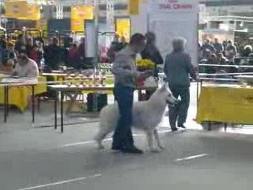 Exposition chien Aiko Stuttgart 2009