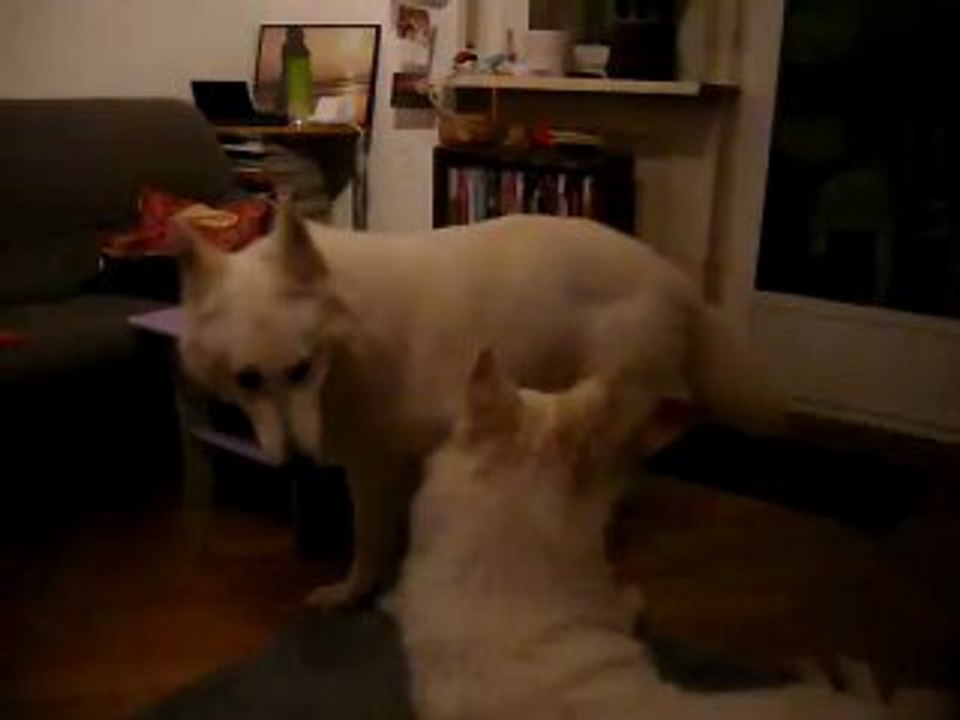 Anis et Aiko : bergers blanc suisse